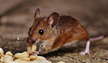 24 Hour & Emergency Exterminators in Spotswood, NJ